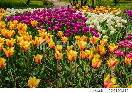 【京都風景】府立植物園　春を彩るカラフルなチューリップ 126103810