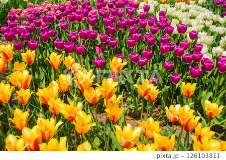 【京都風景】府立植物園　春を彩るカラフルなチューリップ 126103811