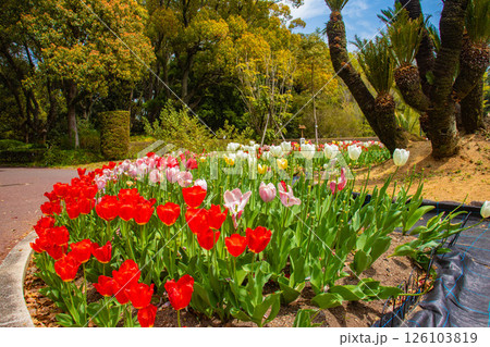 【京都風景】府立植物園 春を彩るカラフルなチューリップ 【京都風景】府立植物園 春を彩るカラフルなチューリップ 126103819