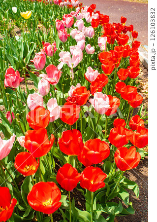 【京都風景】府立植物園　春を彩るカラフルなチューリップ 126103832