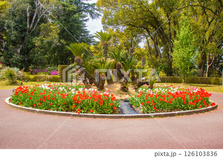 【京都風景】府立植物園　春を彩るカラフルなチューリップ 126103836