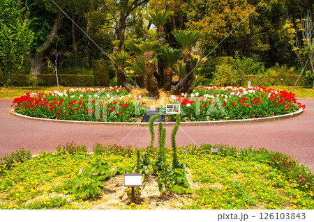 【京都風景】府立植物園　春を彩るカラフルなチューリップ 126103843