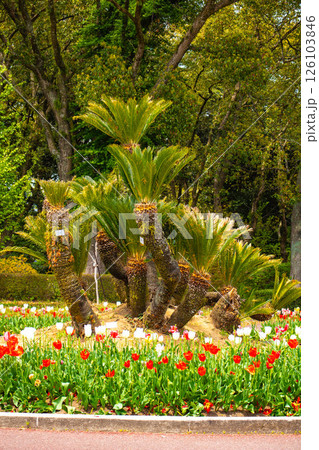 【京都風景】府立植物園　春を彩るカラフルなチューリップ 126103846