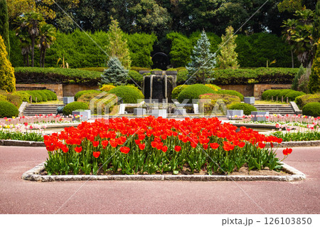 【京都風景】府立植物園　春を彩るカラフルなチューリップ 126103850