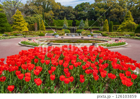【京都風景】府立植物園　春を彩るカラフルなチューリップ 126103859