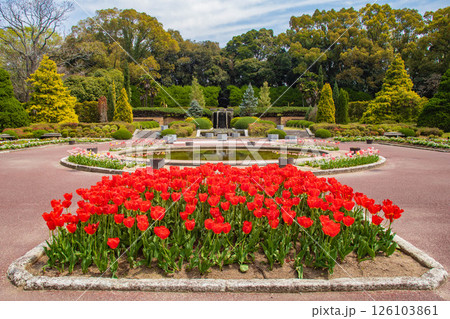 【京都風景】府立植物園 春を彩るカラフルなチューリップ 【京都風景】府立植物園 春を彩るカラフルなチューリップ 126103861