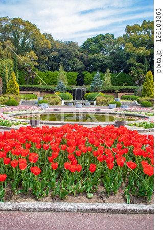 【京都風景】府立植物園 春を彩るカラフルなチューリップ 【京都風景】府立植物園 春を彩るカラフルなチューリップ 126103863