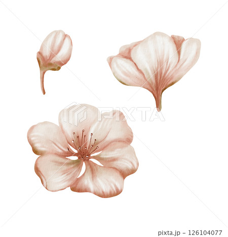 Cherry blossoms and delicate buds isolated on white. Soft watercolor floral illustration for spring wedding decor, botanical branding or romantic stationery design 126104077
