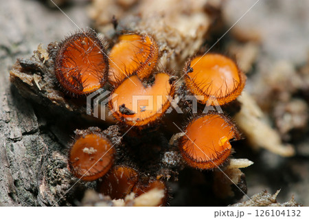 とても小さい周囲を黒毛で囲むオレンジ色アラゲコベニチャワンタケ属茸（自然環境下ストロボマクロ撮影） 126104132