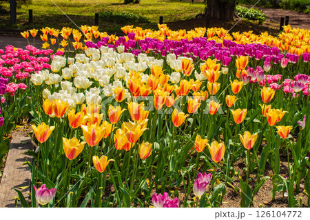 【京都風景】府立植物園　春を彩るカラフルなチューリップ 126104772