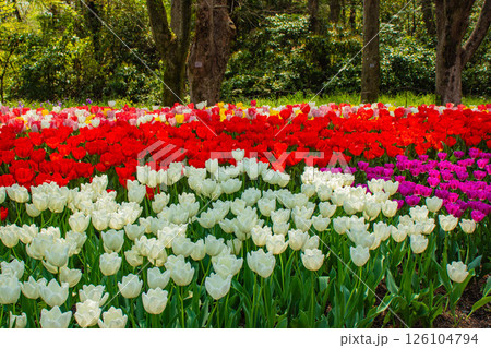 【京都風景】府立植物園 春を彩るカラフルなチューリップ 【京都風景】府立植物園 春を彩るカラフルなチューリップ 126104794