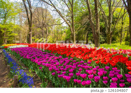 【京都風景】府立植物園 春を彩るカラフルなチューリップ 【京都風景】府立植物園 春を彩るカラフルなチューリップ 126104807