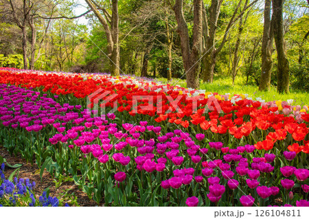 【京都風景】府立植物園　春を彩るカラフルなチューリップ 126104811