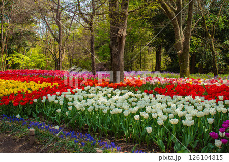 【京都風景】府立植物園 春を彩るカラフルなチューリップ 【京都風景】府立植物園 春を彩るカラフルなチューリップ 126104815