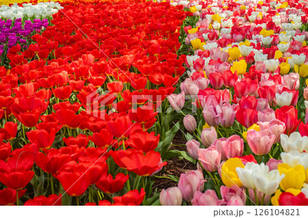 【京都風景】府立植物園　春を彩るカラフルなチューリップ 126104821