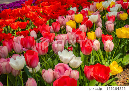 【京都風景】府立植物園　春を彩るカラフルなチューリップ 126104823