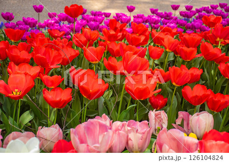 【京都風景】府立植物園　春を彩るカラフルなチューリップ 126104824