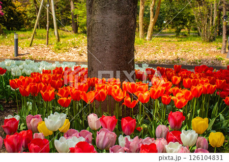 【京都風景】府立植物園 春を彩るカラフルなチューリップ 【京都風景】府立植物園 春を彩るカラフルなチューリップ 126104831