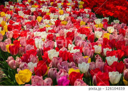 【京都風景】府立植物園 春を彩るカラフルなチューリップ 【京都風景】府立植物園 春を彩るカラフルなチューリップ 126104839