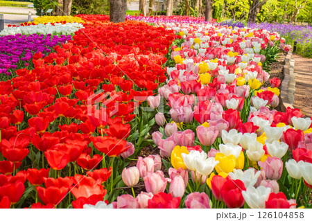 【京都風景】府立植物園 春を彩るカラフルなチューリップ 【京都風景】府立植物園 春を彩るカラフルなチューリップ 126104858