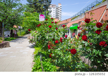 花のみち 126105032