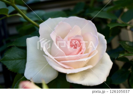 ブランピエールドゥロンサール ブランピエールドゥロンサール 126105037