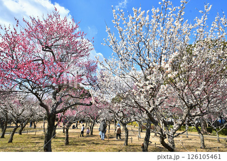 「青葉の森公園」の梅園にて咲く紅白の梅と青い空 126105461