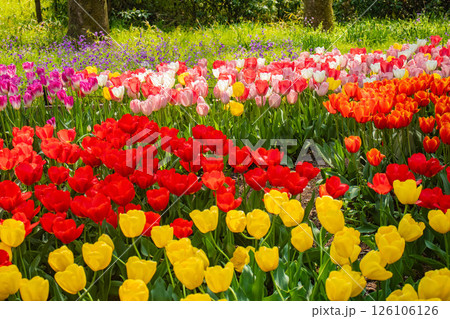 【京都風景】府立植物園　春を彩るカラフルなチューリップ 126106126