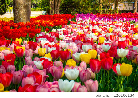 【京都風景】府立植物園　春を彩るカラフルなチューリップ 126106134