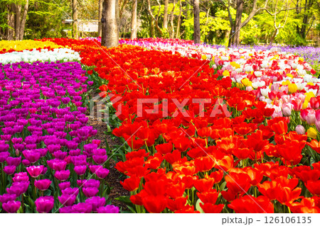 【京都風景】府立植物園　春を彩るカラフルなチューリップ 126106135