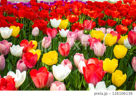 【京都風景】府立植物園 春を彩るカラフルなチューリップ 【京都風景】府立植物園 春を彩るカラフルなチューリップ 126106136