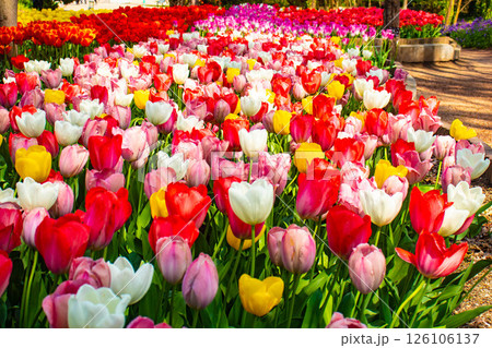 【京都風景】府立植物園　春を彩るカラフルなチューリップ 126106137