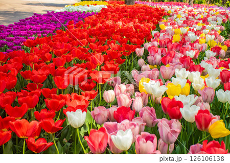 【京都風景】府立植物園　春を彩るカラフルなチューリップ 126106138