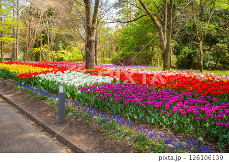 【京都風景】府立植物園　春を彩るカラフルなチューリップ 126106139