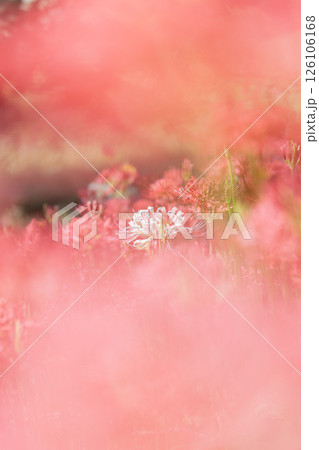 白い彼岸花の写真 126106168