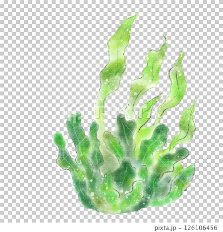 水中の海藻の水彩イラスト素材　昆布 126106456