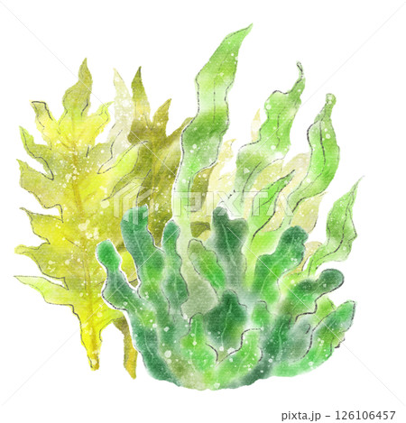 水中の昆布とワカメの水彩イラスト素材 126106457