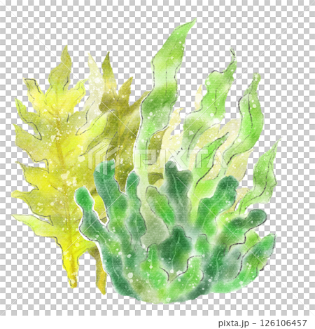 水中の昆布とワカメの水彩イラスト素材 126106457
