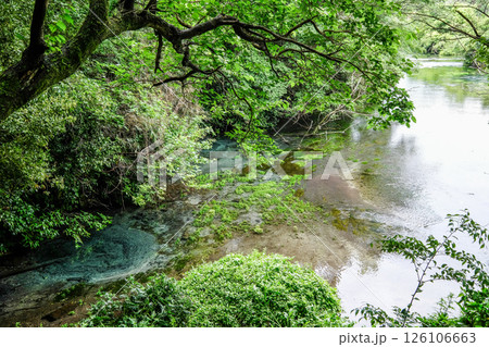 静岡県三島市の柿田川湧水群 静岡県三島市の柿田川湧水群 126106663