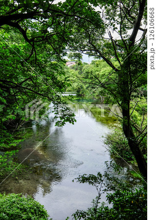 静岡県三島市の柿田川湧水群 静岡県三島市の柿田川湧水群 126106668