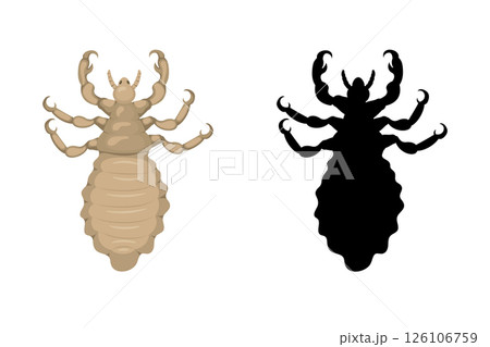 Head louse insect and its silhouette isolated on white background Head louse insect and its silhouette isolated on white background 126106759