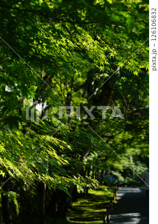 京都の寺院の緑豊かな境内の風景 126106832