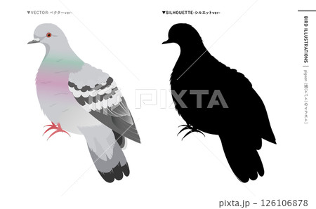 鳩やドバトなどの野鳥シルエットとリアルなカラーベクターイラスト：ハトのエサやり禁止・注意などにも 126106878
