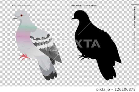 鳩やドバトなどの野鳥シルエットとリアルなカラーベクターイラスト：ハトのエサやり禁止・注意などにも 126106878
