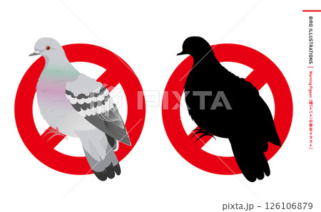 鳩やドバト(カワラバト)などの野鳥シルエットとリアルなカラーベクターイラスト：ハトのエサやり禁止等 126106879