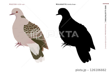 鳩やキジバトなどの野鳥シルエットとリアルなカラーベクターイラスト：ハトのエサやり禁止・注意などにも 126106882