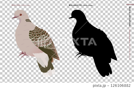 鳩やキジバトなどの野鳥シルエットとリアルなカラーベクターイラスト：ハトのエサやり禁止・注意などにも 126106882