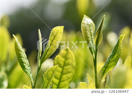 茶畑 茶畑 126106947