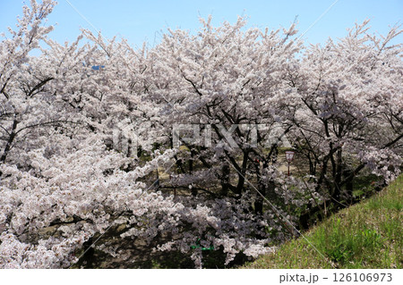 盛岡さくらまつり、盛岡城跡公園(淡路丸) 盛岡さくらまつり、盛岡城跡公園(淡路丸) 126106973