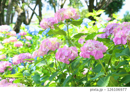木陰で咲く淡いピンク色の紫陽花 木陰で咲く淡いピンク色の紫陽花 126106977